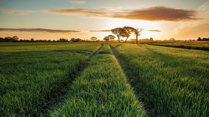 landscape, field, nature