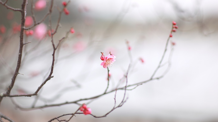 cherry, spring, macro, sakura