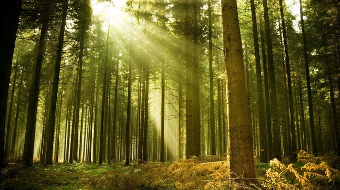nature, landscape