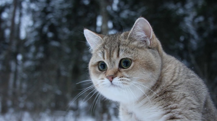 winter, cat