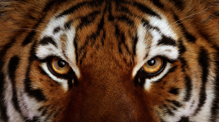 tiger, sight, eyes, animals