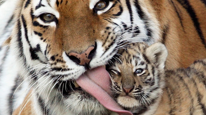 cubs, animals, tongues, tiger, baby animals