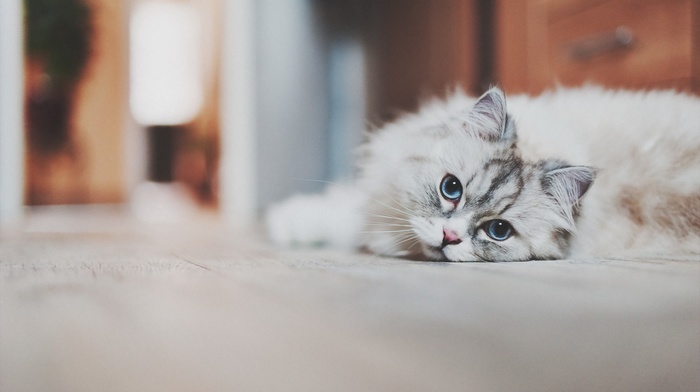 animals, cat, blue eyes, white