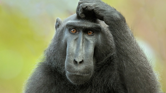 sight, animals