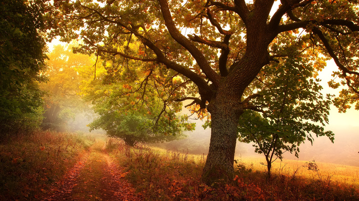 trees, nature, autumn, leaves