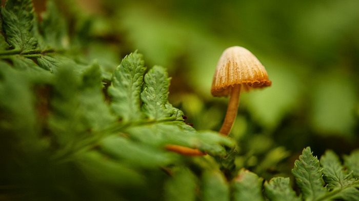 nature, mushroom, macro