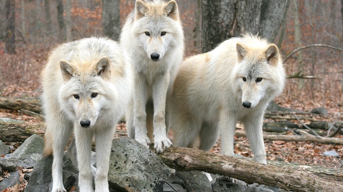 animals, wolf