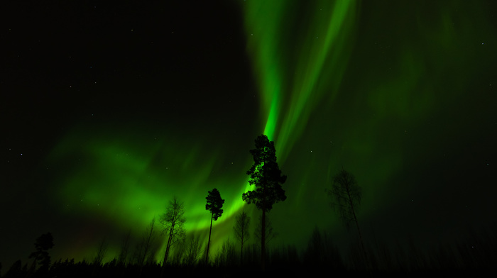 nature, forest, night, trees