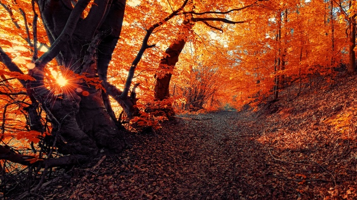 seasons, forest, nature, landscape, fall, sunset
