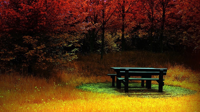 landscape, colorful, trees, bench, fall, nature