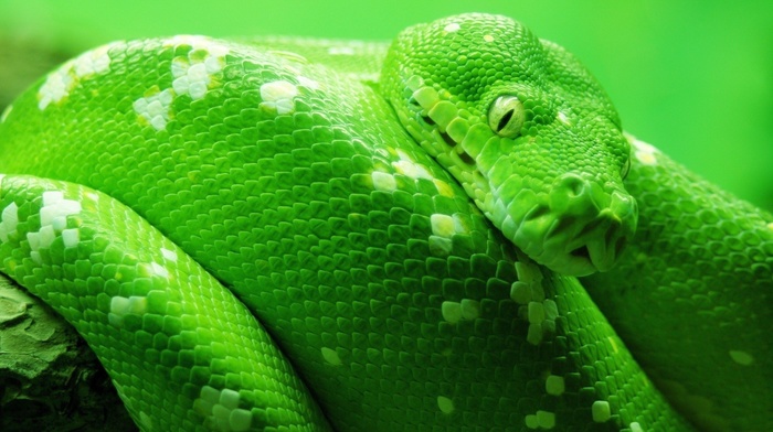 snake, animals, nature, green, reptile