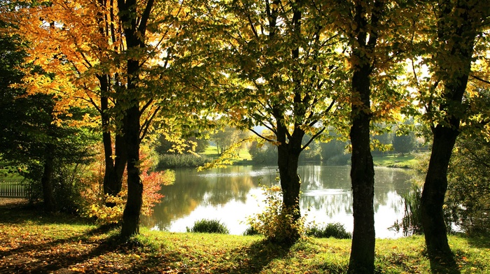 trees, nature, lake