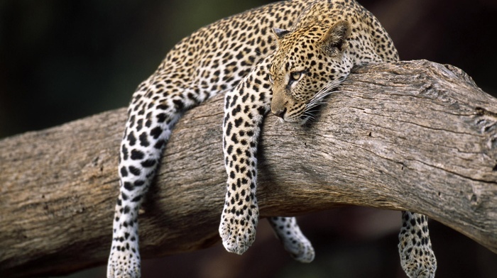 leopard, animals