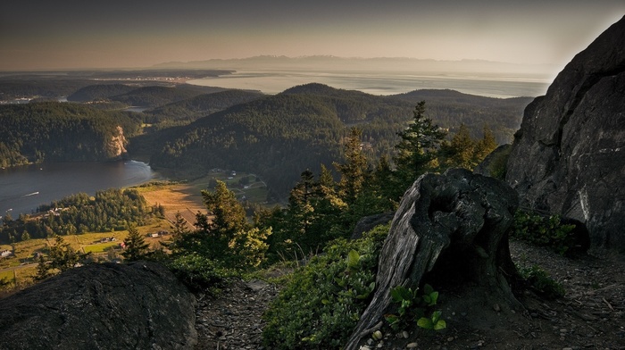 landscape, nature, forest