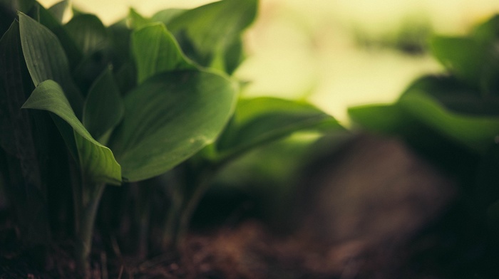 nature, macro, depth of field
