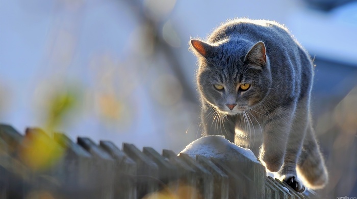 cat, animals, feline, fence