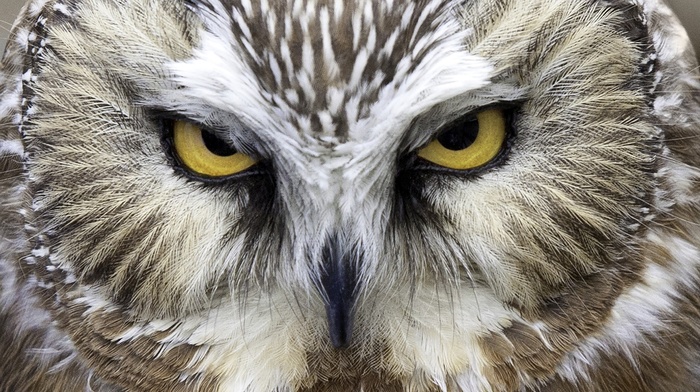 animals, owl