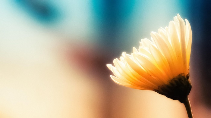 macro, flowers