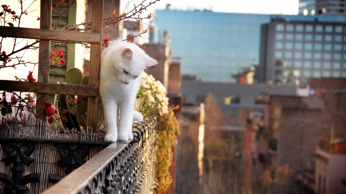 white, plants, balconies, cat, depth of field