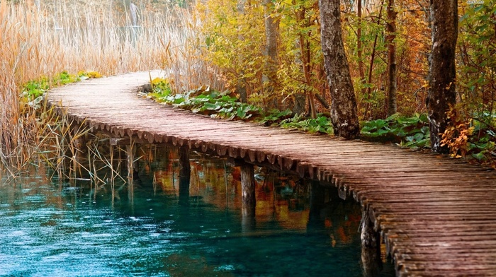 water, path, bridge, nature