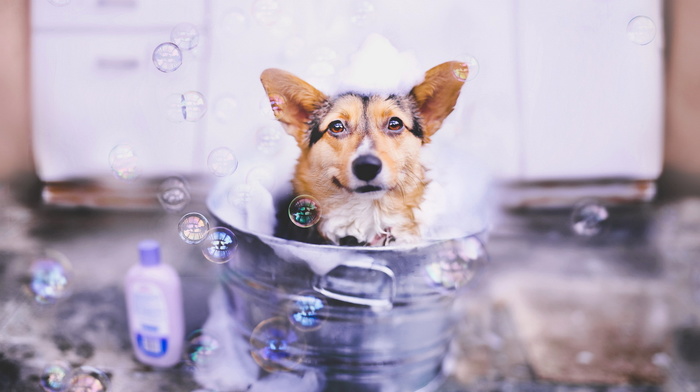 animals, sight, bubbles, dog