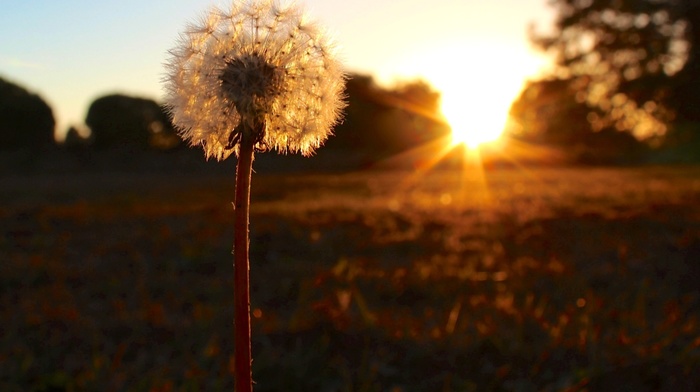 macro, nature, sunset