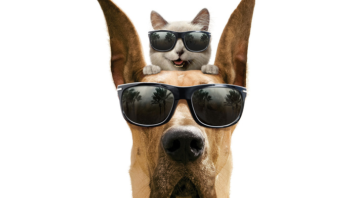 smiling, glasses, white background, dog, animals, cat