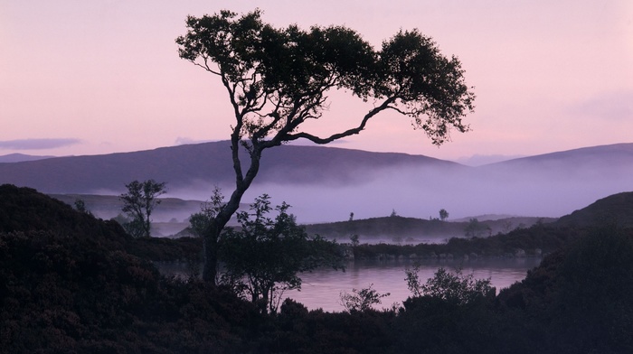lake, mist, nature, trees