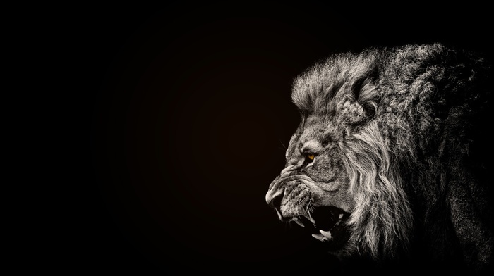 lion, black, animals