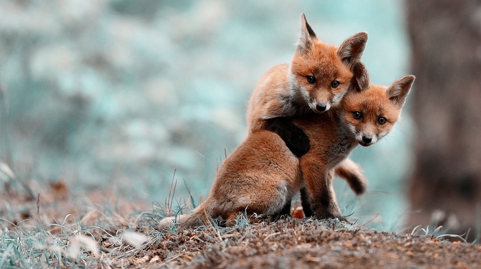 animals, fox, baby animals