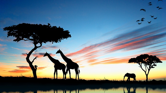 sunset, animals