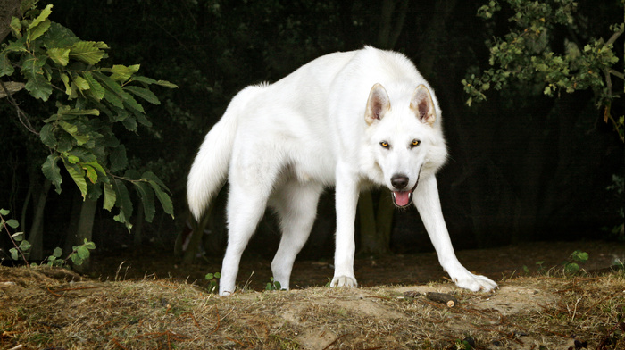 white, dog, animals, trees