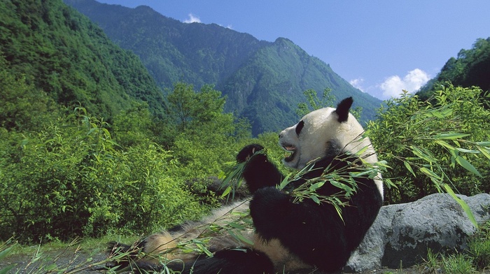 animals, nature