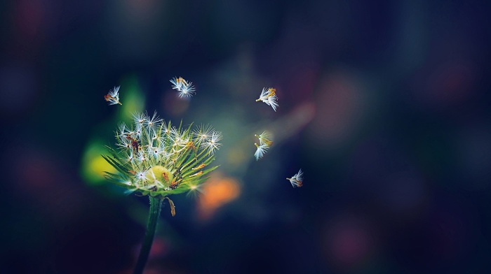 macro, nature