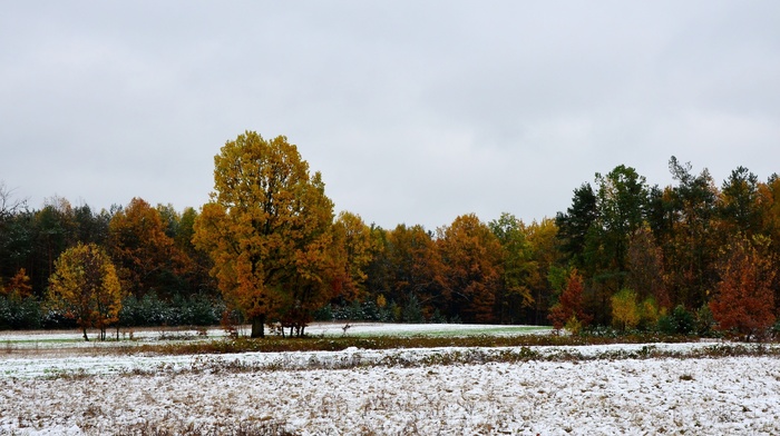 winter, snow, trees