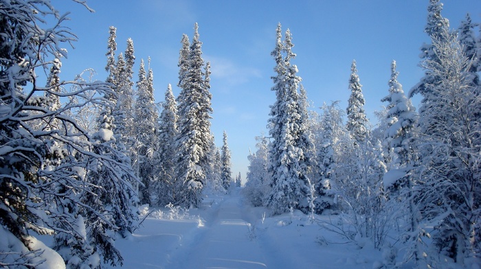 winter, snow, forest, trees