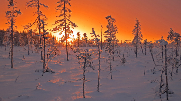 sunset, trees, forest, winter, Sun