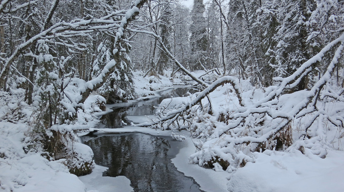 trees, winter, forest, creek
