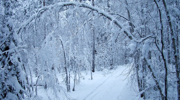 winter, evening, road, snow, forest