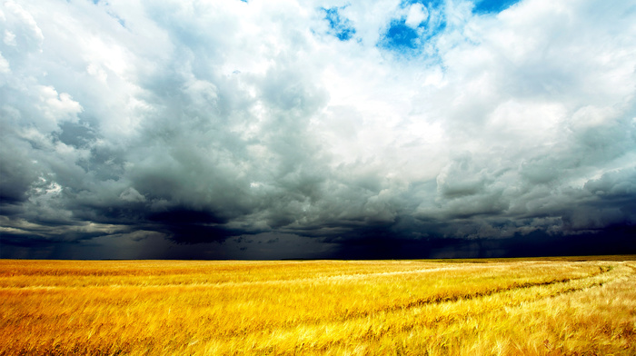 field, nature