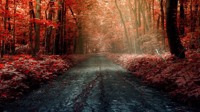 forest, road, trees
