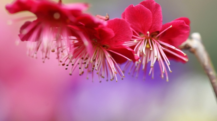 bloom, flowers, macro, spring, branch, tree