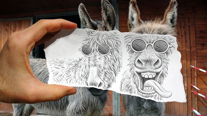 donkeys, animals