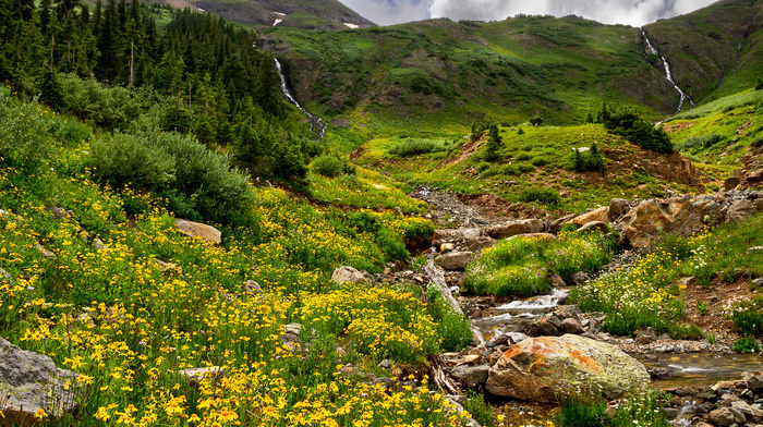 flowers, creek, mountain, grass, nature, trees, forest, stones