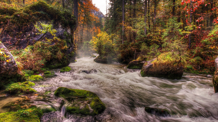 moss, stones, trees, forest, autumn, river