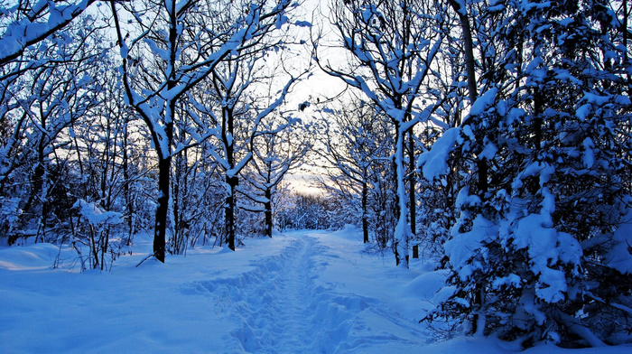 forest, winter, snow