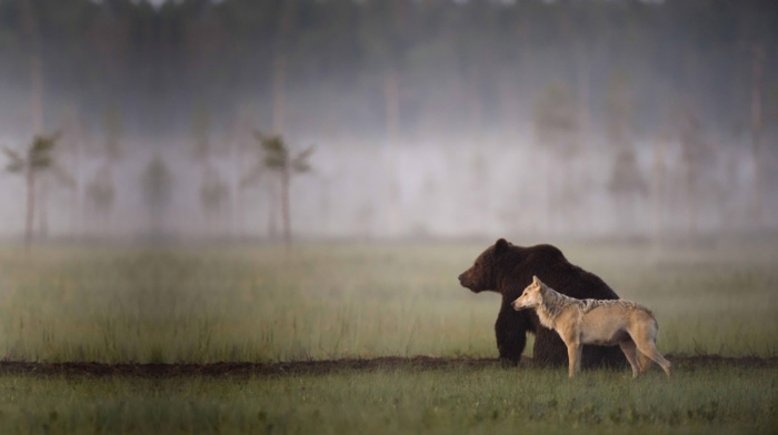 nature, animals