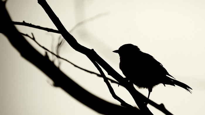 birds, silhouette, monochrome, minimalism, branch