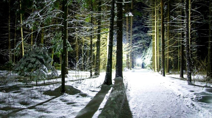 trees, winter, light, snow, shadow