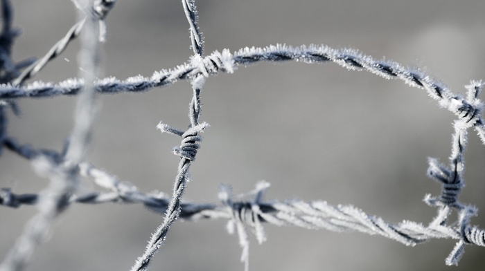 closeup, macro, frost, barbed wire, ice